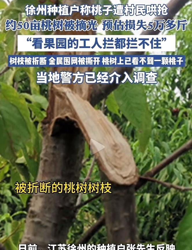 江苏徐州，男子承包1800多亩地种果树，辛苦了3年栽种，终于熬到有500亩桃树进