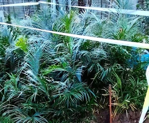 谁能想到，警察上门查保护植物，竟查出一位民间“植物守护神”！贵州农民李圣，凭着对