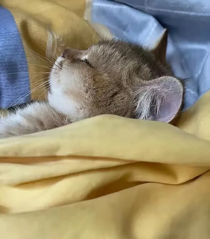 这个猫猫怎么鼠里鼠气的​​​