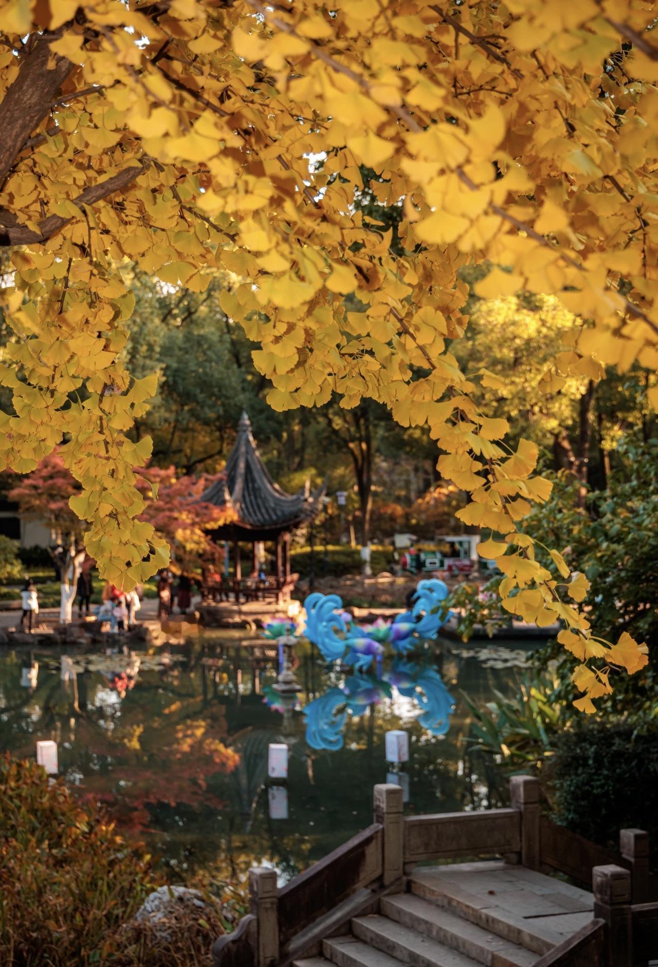 江南的冬天的确多彩如期而至的金黄是初冬最治愈的馈赠银杏的黄不是那种初春怯生生