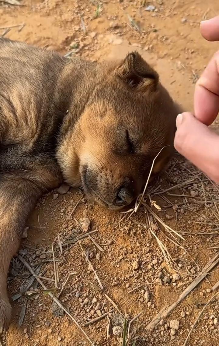 请您欣赏生活中我就像这样的一只狗。