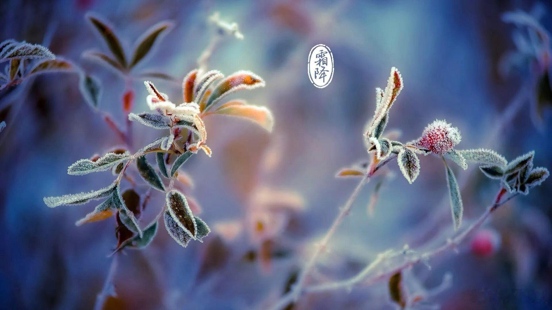 霜降十大生活细节气当霜降十分爽，月比中秋一倍寒。我们已经进入霜降节气，虽然刚刚和
