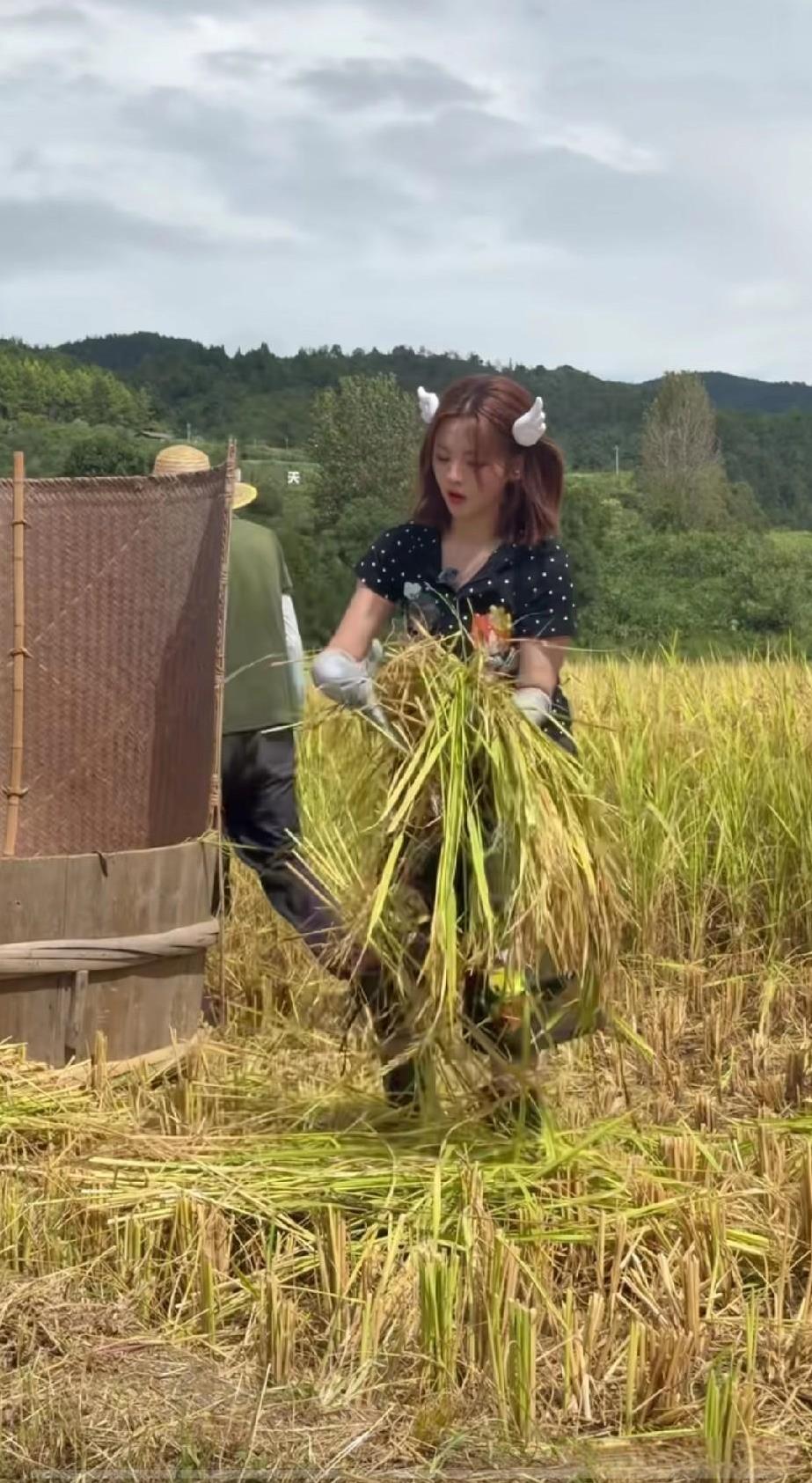 我一个农村出来的，都不信现在还有这么原始的收割方式，小时候都没见过。杨超越当初拼
