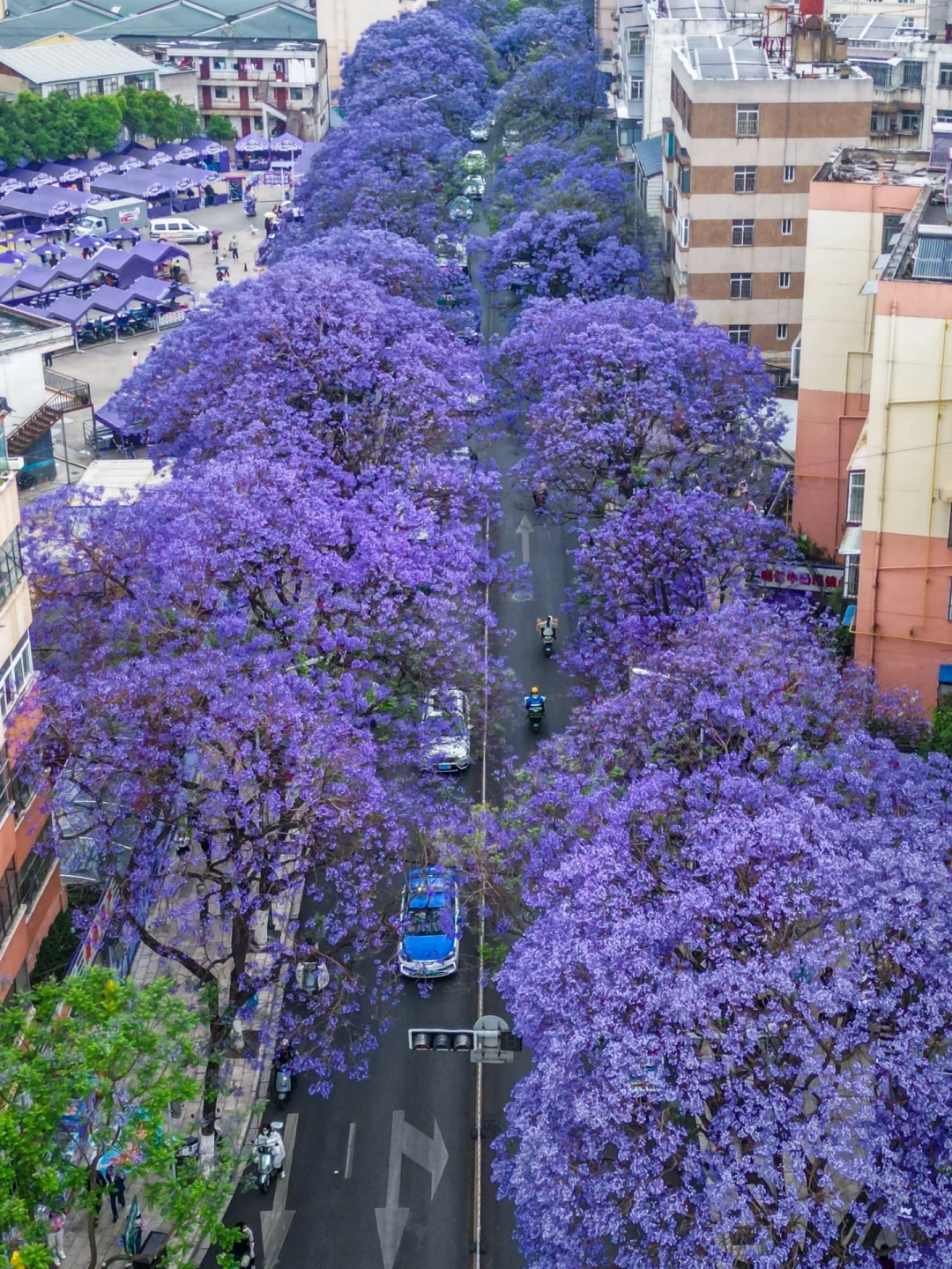 4.30实况💜春城昆明蓝花楹简直美炸了好嘛❗️