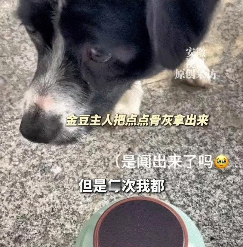 四川，一女子发视频称，自己狗子最近去世了，而它的好伙伴点点狗却一直都想找狗子玩，