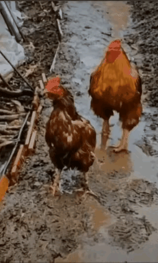 万万没想到惊呆所有人：下雨天，两只鸡都淋成了落汤鸡，万万没想到，大公鸡一个不