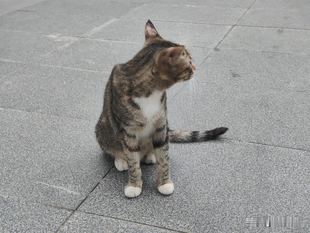 晒出生活中可爱的猫咪可爱的猫咪，在人们面前非常温柔可爱，做各种可爱的动作。特别招
