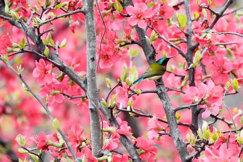 上：侧卧西山听鸟语，下：闲行绿地赏花香。