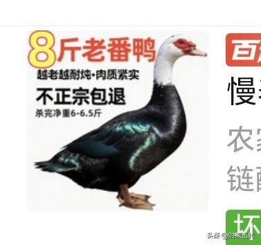我以后不会再到网上买鸡啊鸭啊了！前几天，刷手机时在网购平台上看到有家店铺有老番
