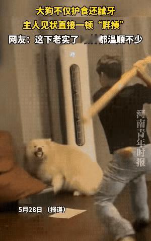 护食龇牙的大狗被主人一顿砸之后眼神变得清澈了。看得出主人对它一直呵护有加，长的皮