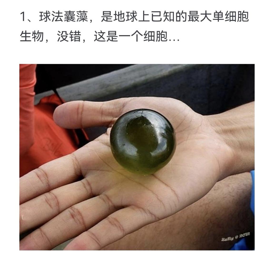 球法囊藻，是地球上已知的最大单细胞生物，没错，这是一个细胞