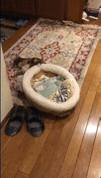 绝对是认知错误，怎么可能把窝当被子盖了？