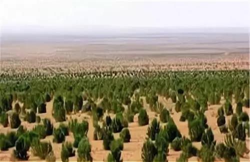 马云花费巨资在沙漠里种树，承诺每年种1亿棵，8年过去了，树长成啥样了？当年