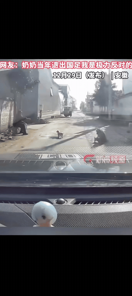 当年奶奶退出国足我是极力反对的！小狗挡道！大娘一脚踢飞！农村果然不一样，狗就