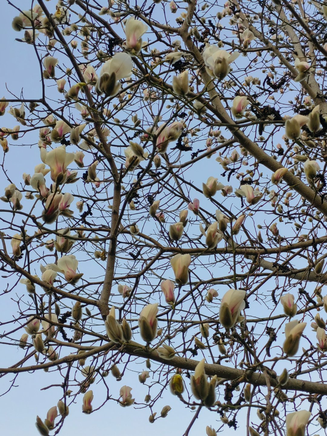 新春第一会建设山东省区域副中心城市，潍坊扛起新使命、奋进新征程在山东省区域协调