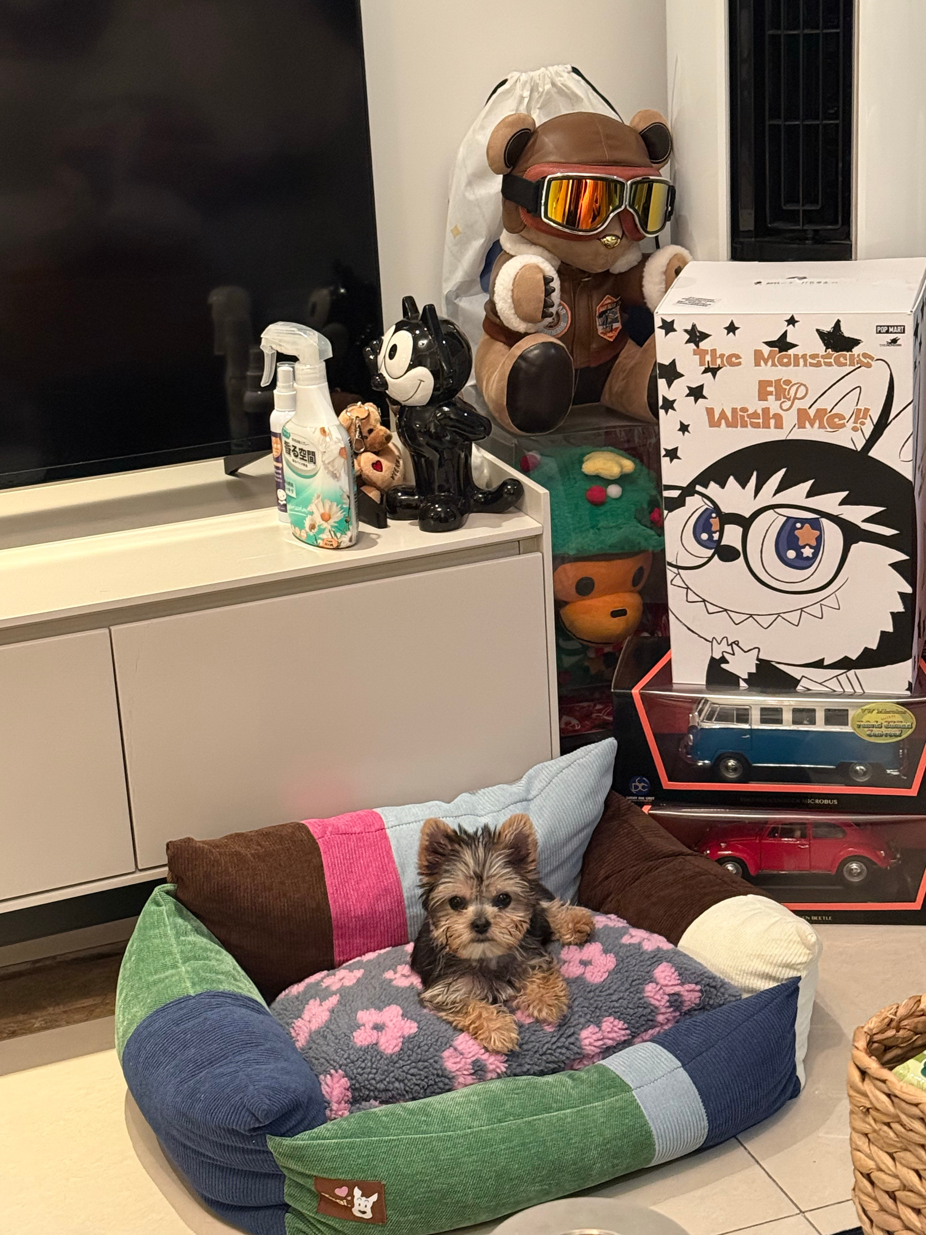 经过一顿胖揍之后……老实了……这狗子有人要不？见过最会撒娇的狗子​​​