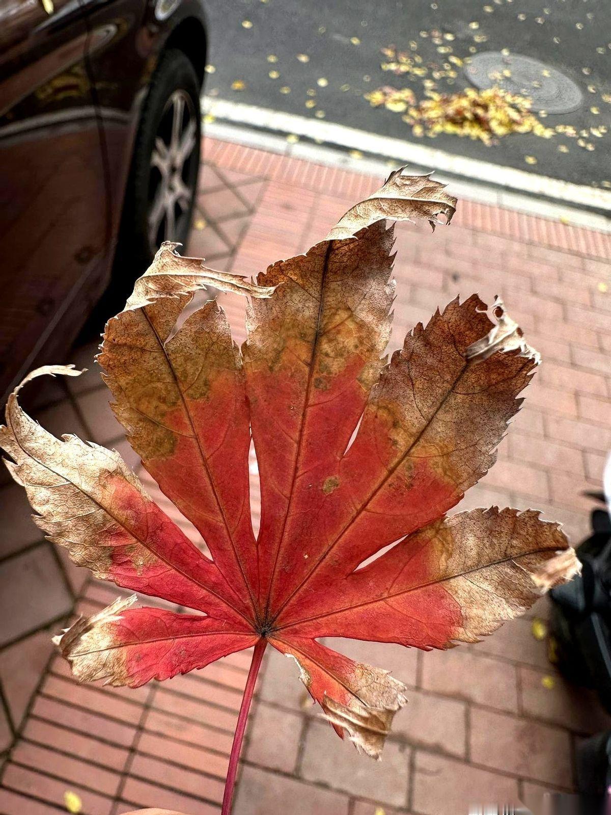 “你去东北林场买块地吧，自己盖个房。”“那儿好啊，没猫没狗，空气还好，方圆几里