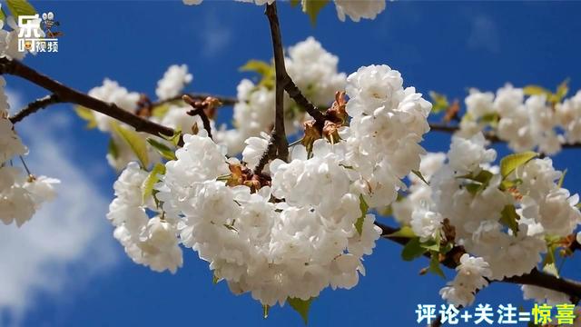 [FirstCS]岛锁梅花烙 EP11_土豆视频