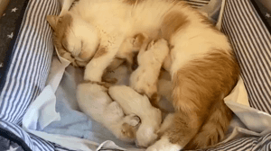 猫妈妈：好好吃奶，不想吃就出去！