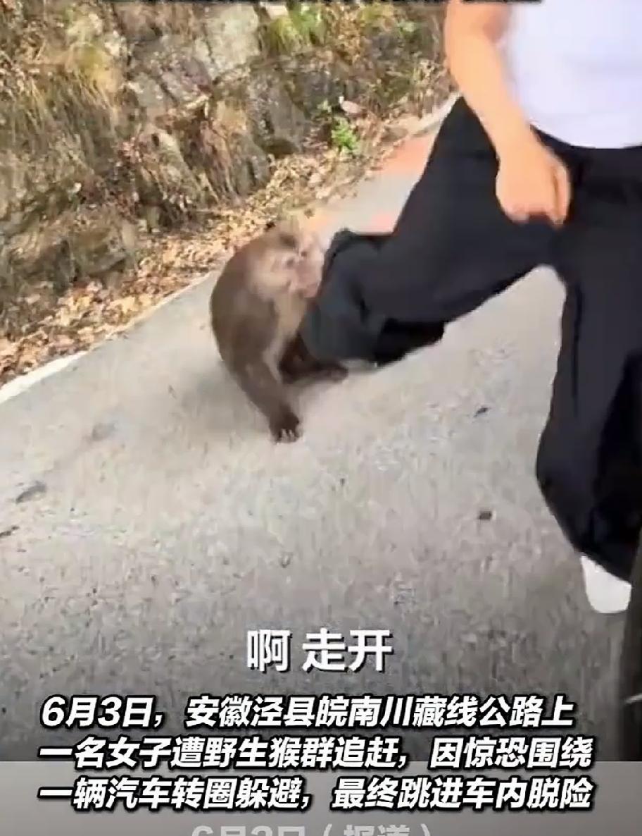 6月3日，安徽径县皖南川藏线公路上，这里是国家二级保护动物黄山短尾猴的乐园，成群