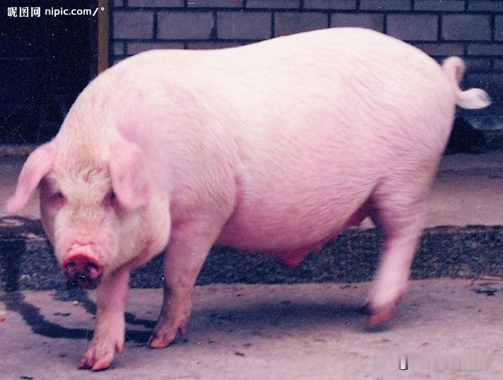 禁止农民过年私宰自养猪，旨在保证猪肉质量与安全。农业部门新发布的《生猪屠宰质量管