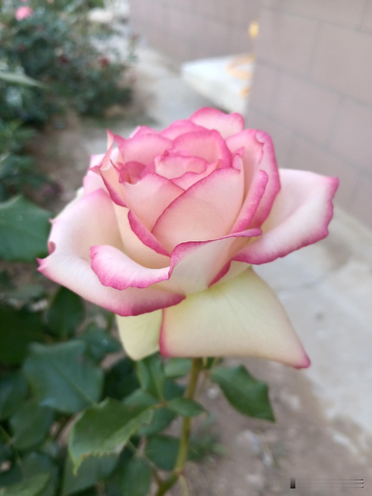 无法解释的玄学，别不信：1.第一：马，不宜养花草。2.第二：鸡，不能去水边。