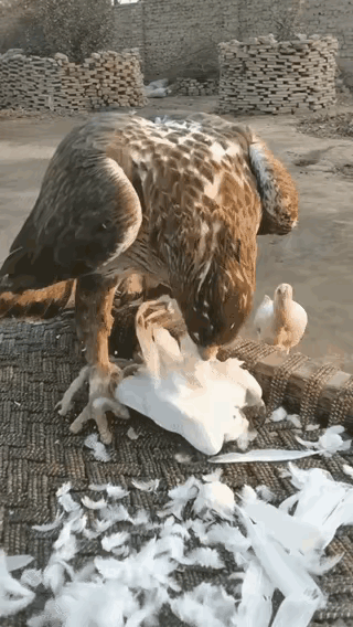 见过心大的，没见过这么心大的鸡！同伴被老鹰啃，它搁旁边看热闹，还觉得“吃了它就轮