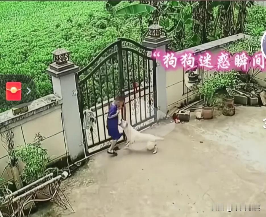 小孩进大门时，狗狗冲出来咬小主人，一时的疏忽竟成了终生的终结。直接拉到狗肉馆杀掉