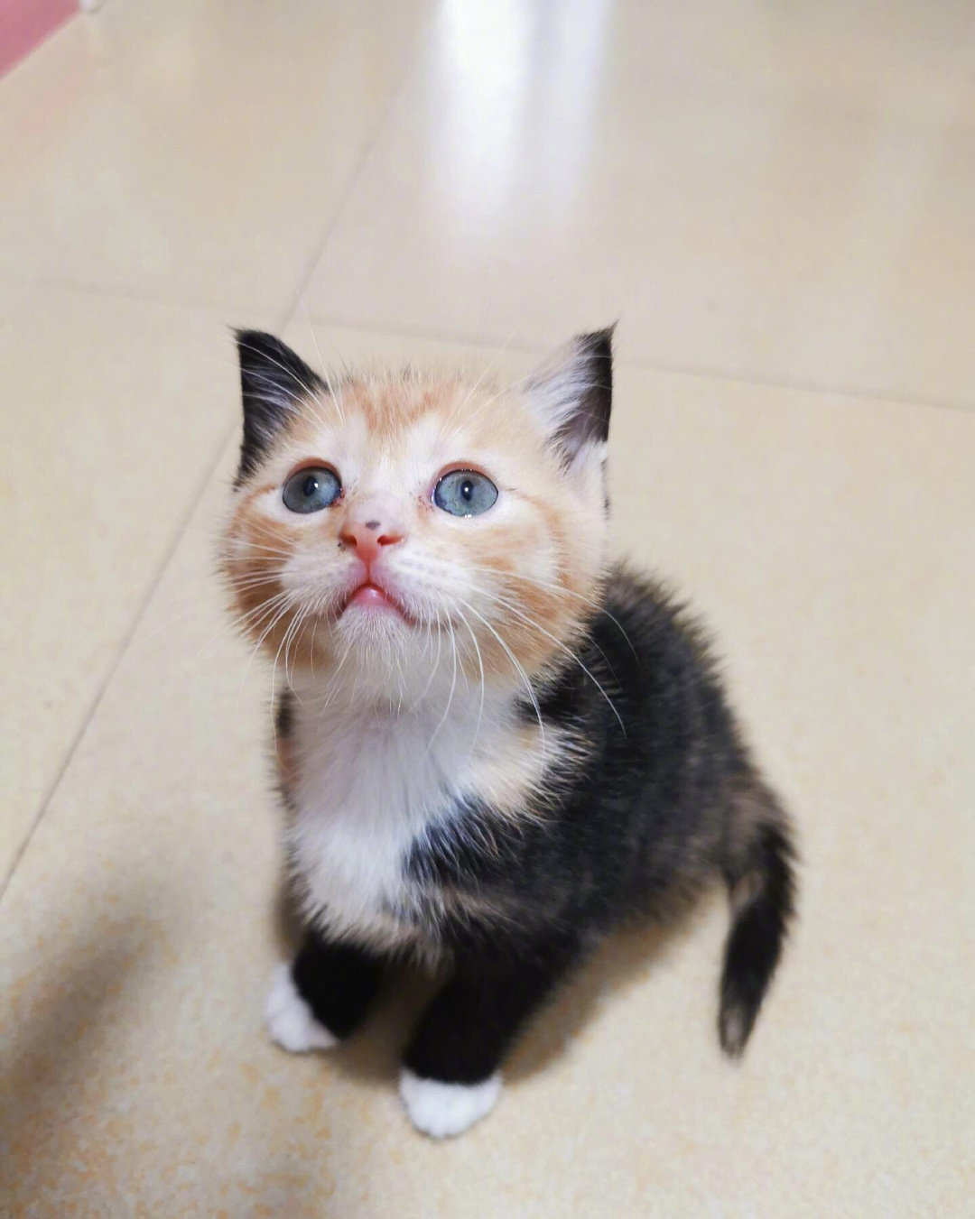 出生的时候自己带了一件衣服的小猫咪！！