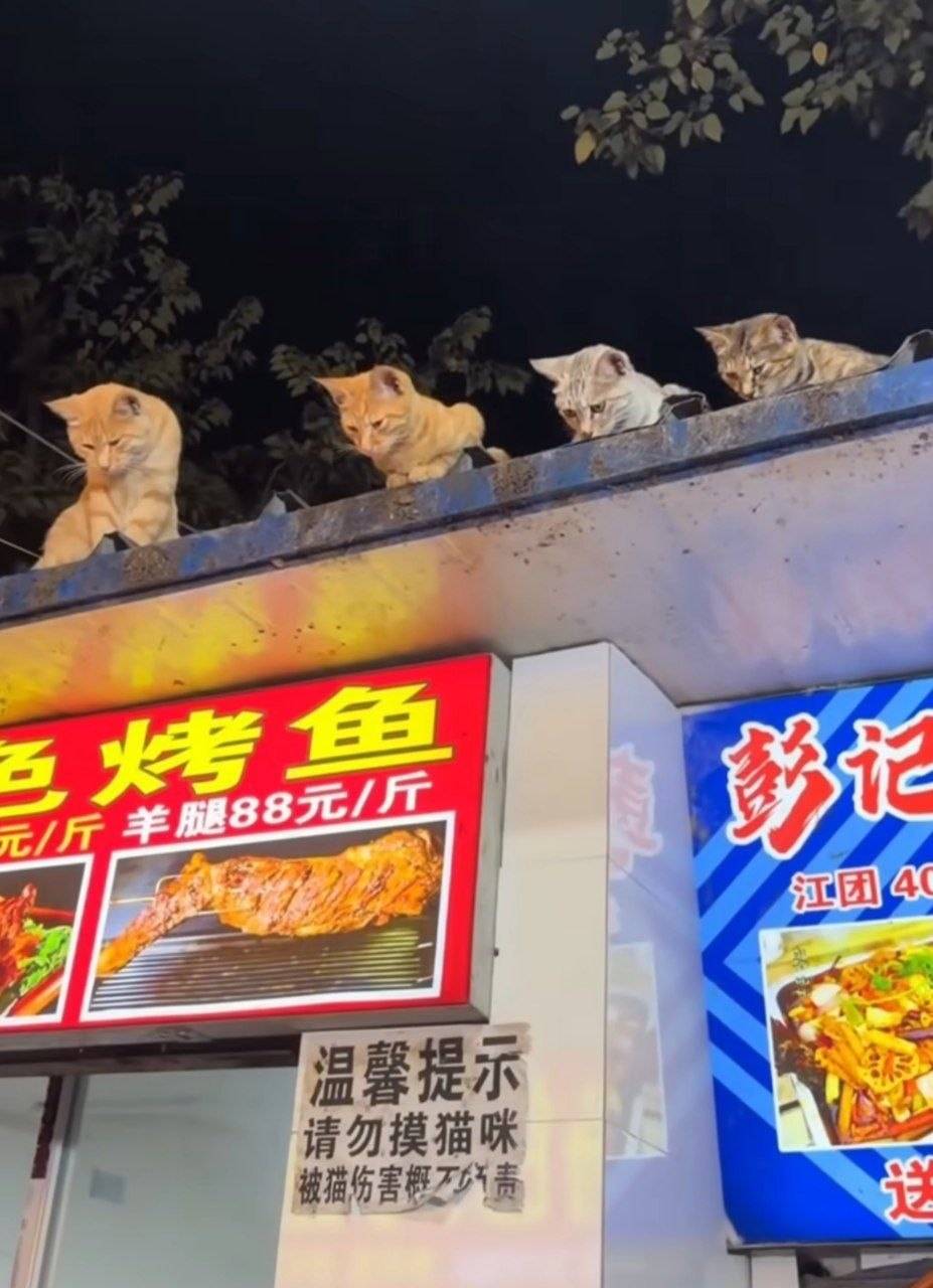 感觉这家烤鱼一定很好吃​​​
