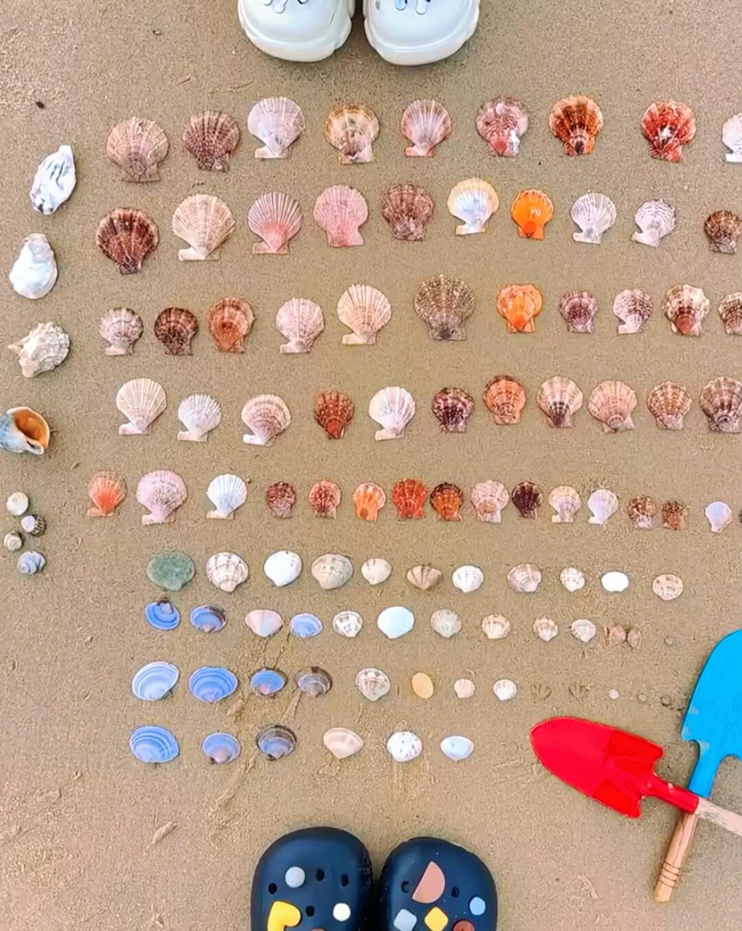 捡到这样的贝壳！暑假想带孩子去赶海🐚