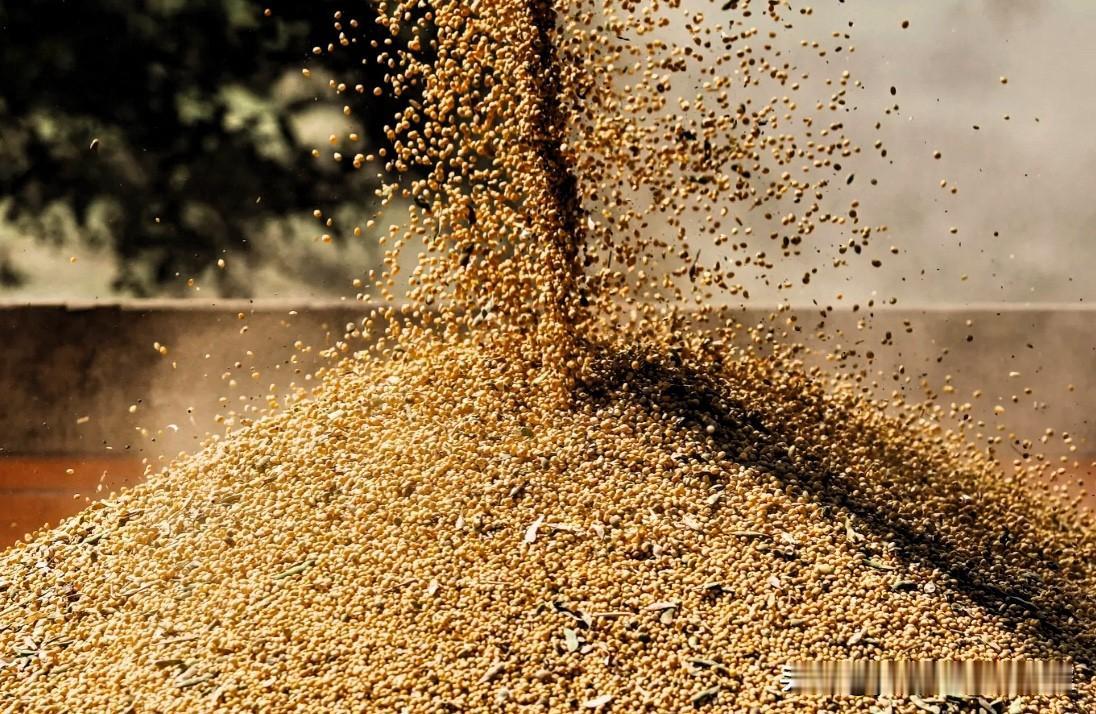 【美国大豆最大买家有望回归】今年9月份，我国大豆总进口量为1287万吨