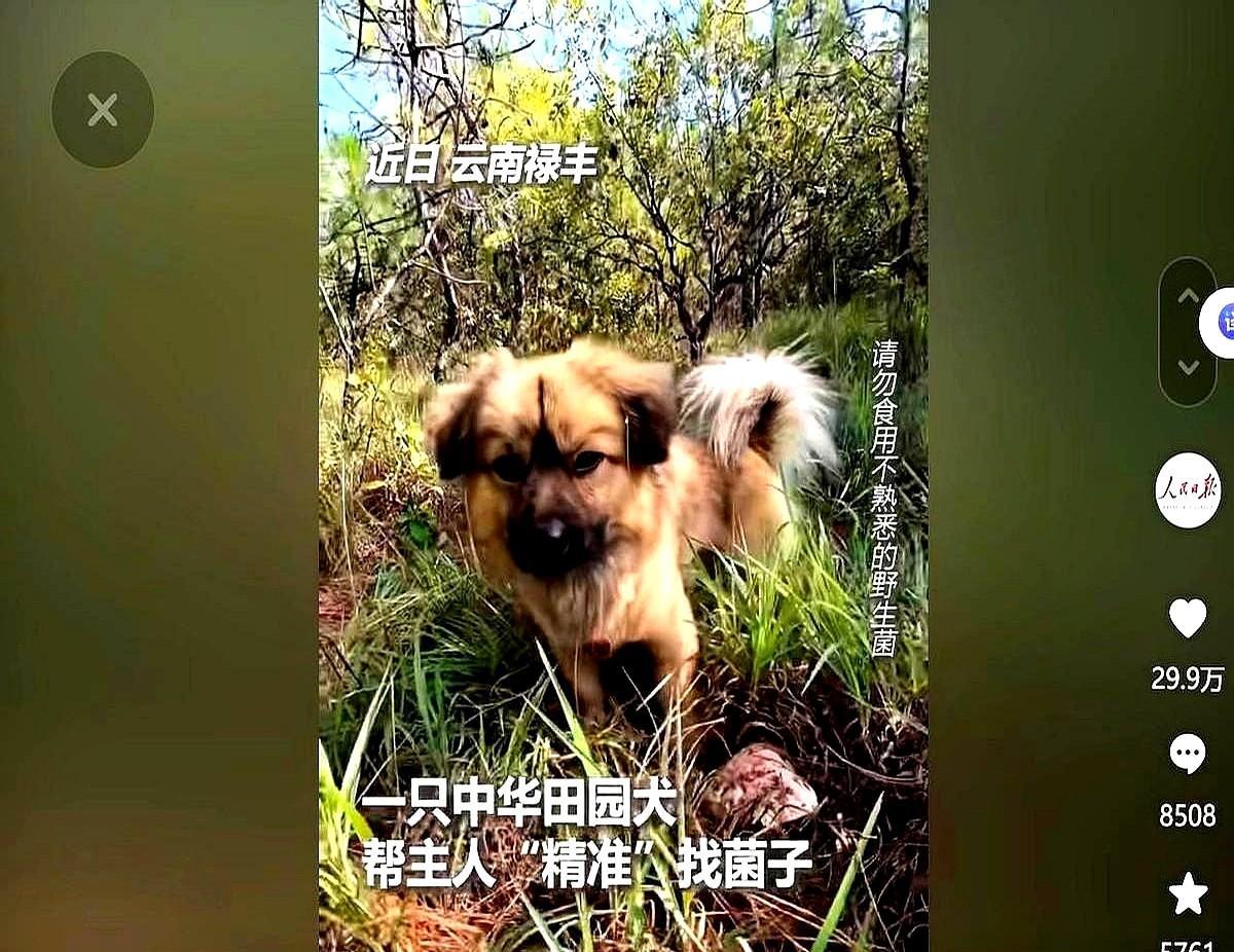 云南禄丰一女子去山上捡菌子去卖钱，她突发奇想带狗狗去帮自己找菌子，没想到狗狗去到