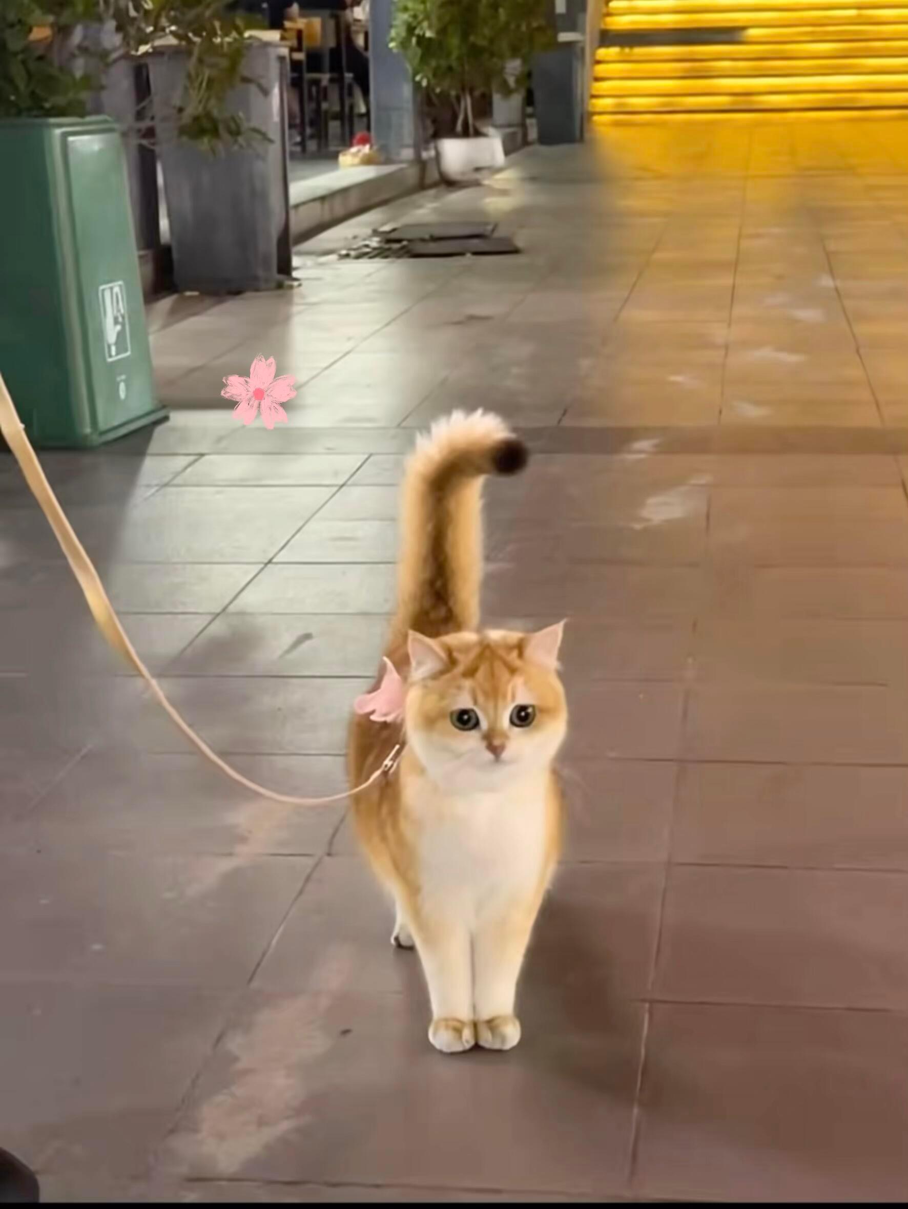 有些小猫一看就是小公主​​​