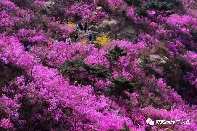 清明小长假，青岛各景区外地游客又爆满了