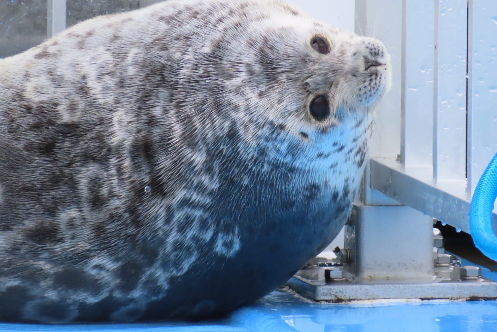 海豹来来来，生锈的茄子无法上吊之物，我给你们起好头了【推：cocoa49136