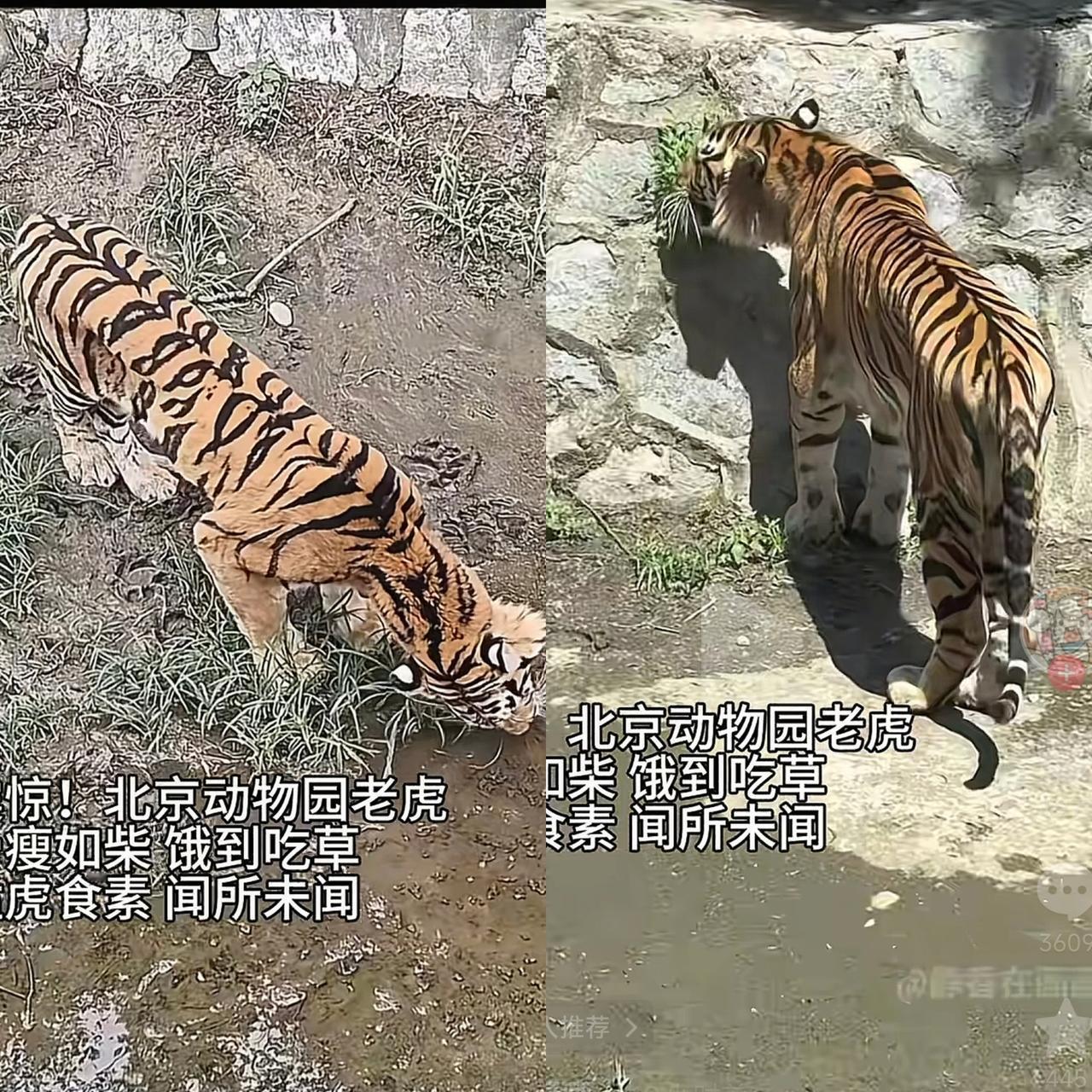 这下好了，全国网友都知道了！一网友把北京动物园老虎吃草的视频发到网上，18小