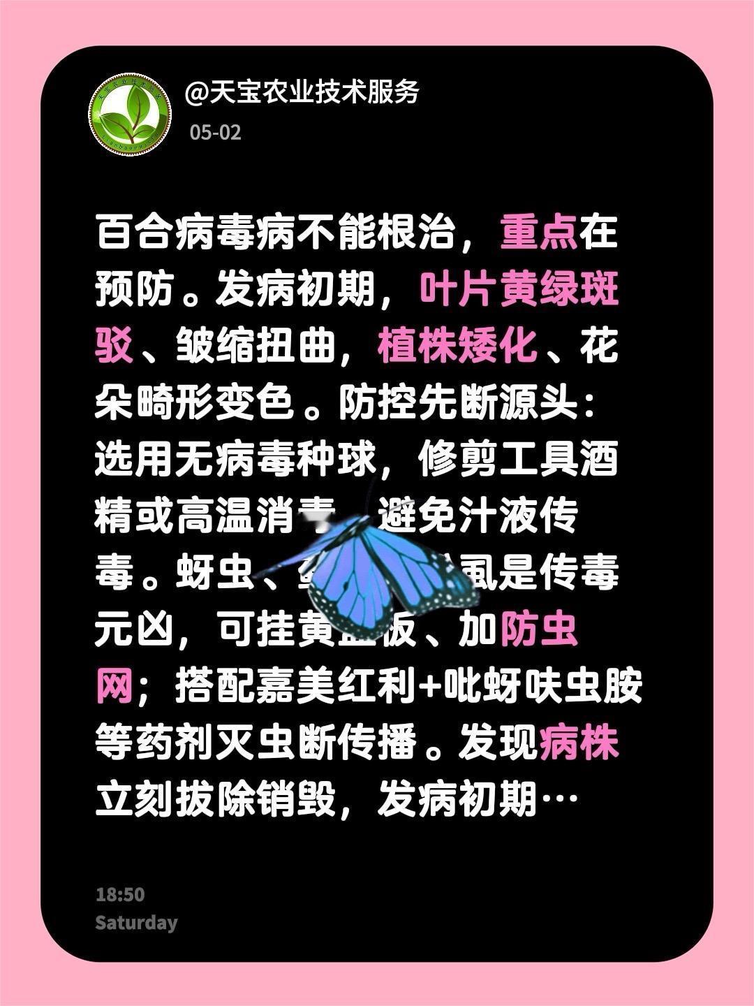 百合病毒病一定及早预防！我评论了@天宝农业技术服务的作品：百合病毒病不能根治