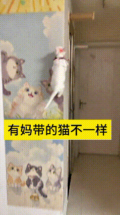 看到这个视频，瞅这小猫跟着大猫学爬墙，给我笑嘞直拍大腿！这真是“有妈带的猫不一