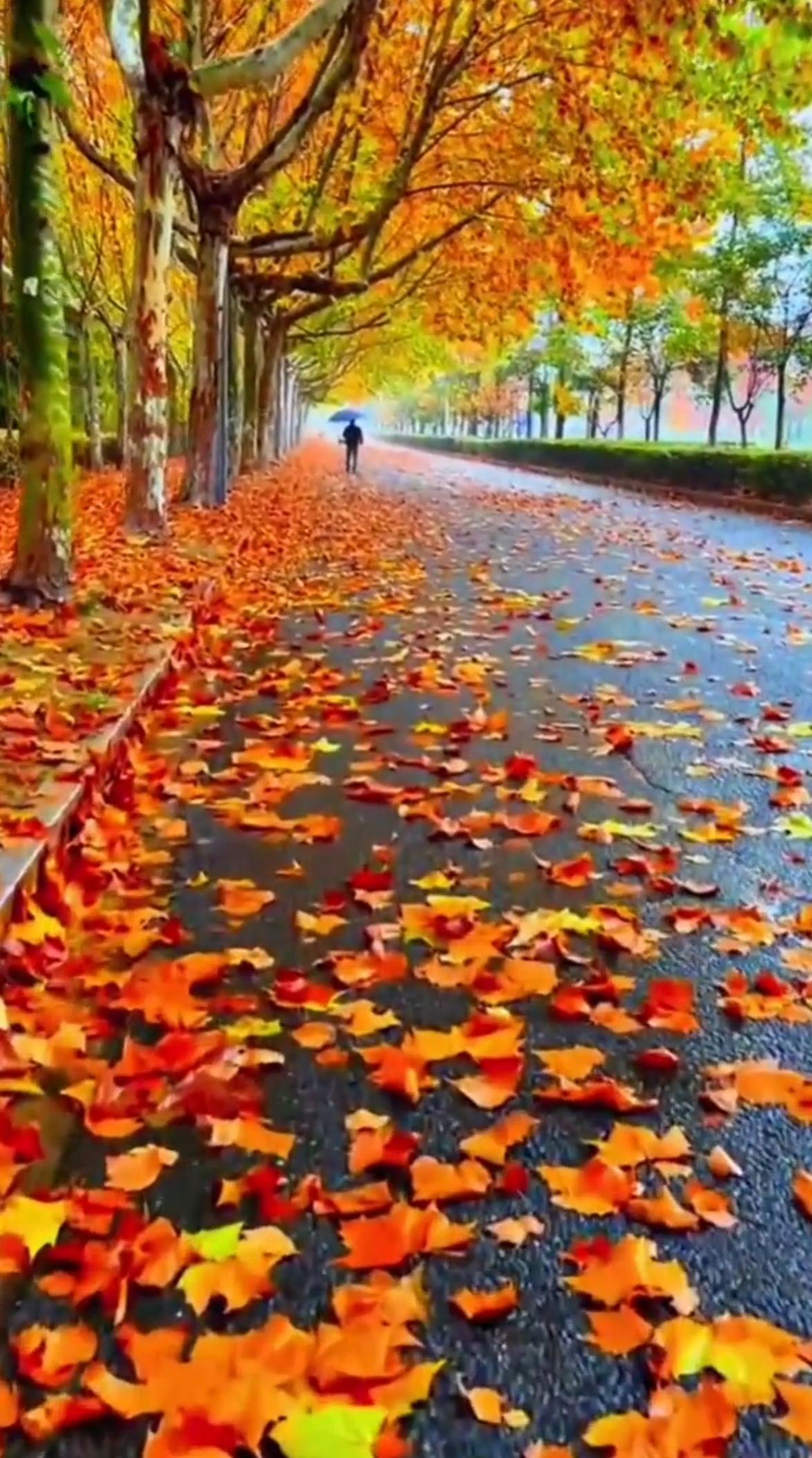 虽然我没办法直接贴秋景树叶照片，但我能给你好好描述一番。就说住建部门前的银杏树，