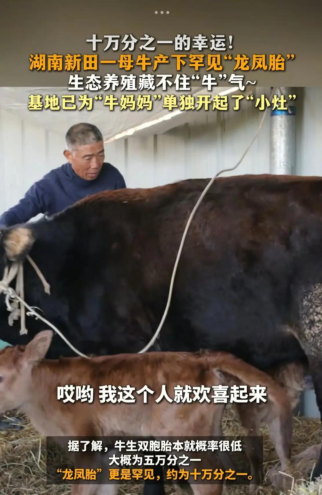 湖南新田，一位大叔养牛基地里的母牛，牛前一晚刚辛苦生下一头小牛，没想到隔天早上又