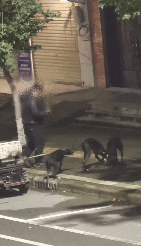 人比狗还可恶！近日河南漯河舞阳县街头上演了这样的一幕，一男子带着三条大黑狗出门