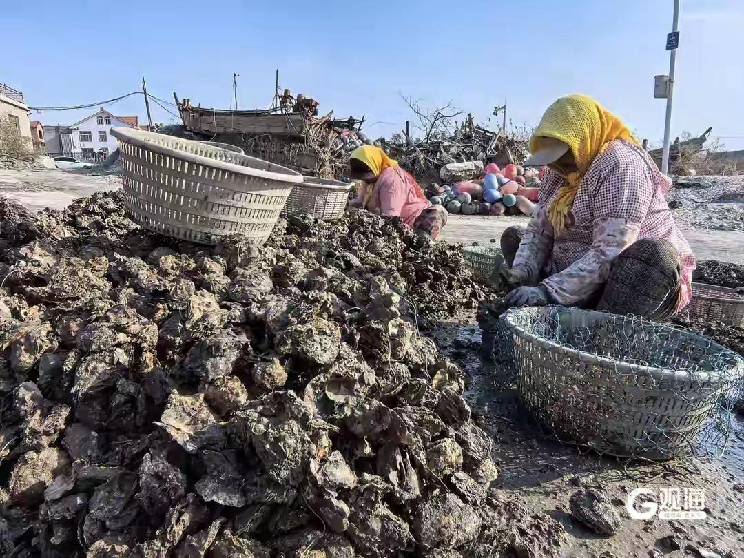 零下8度冰海搏命！青岛鳌山卫5万亩“海上白银”暴收，老渔民赤手捞金日入过万，鲜甜