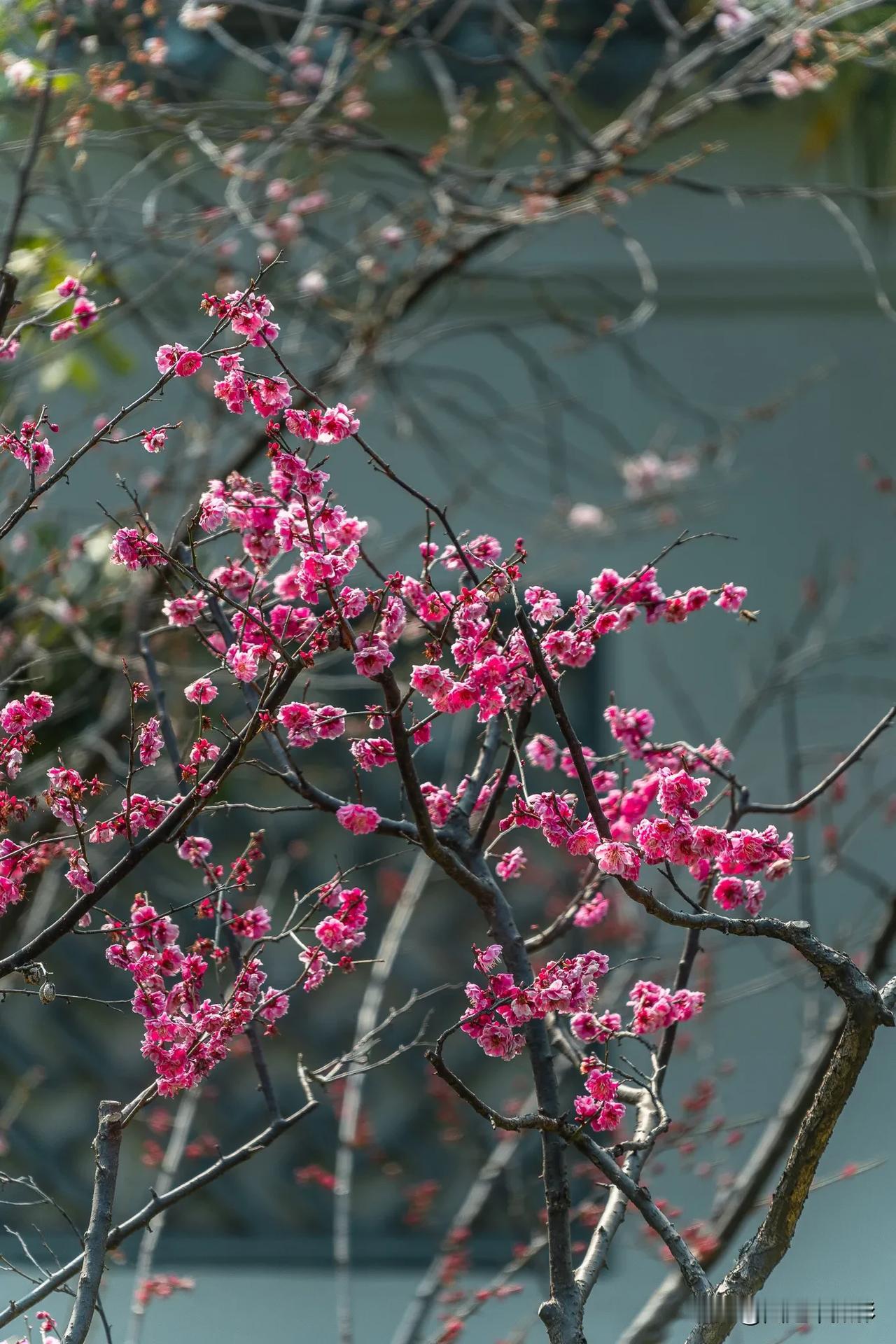 【梅园赏梅记】花开正艳，梅香四溢！无锡梅园，那里的梅花正盛开，漫步在梅园的小径