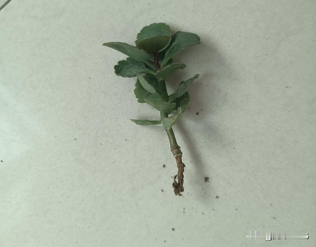 好几天没有给长寿花浇水了，盆土干得厉害，叶子也发软，昨晚就给它们浇水了，但浇水量