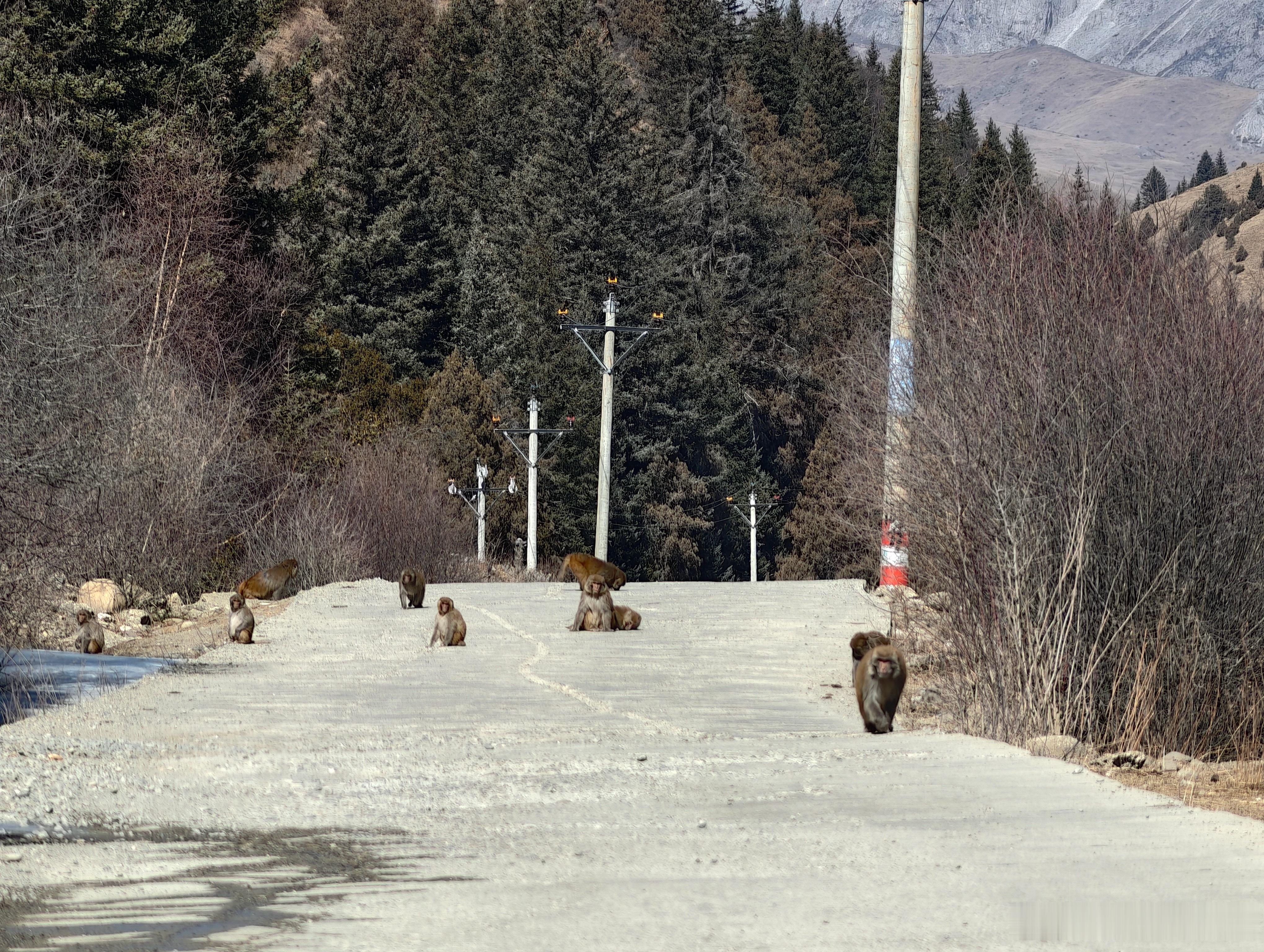 猴猴挡路我的日常plog