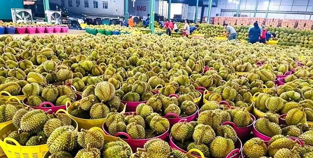 终于弄明白了为什么榴莲价格迎来大跳水不是榴莲不好吃了，也不是没人买了，而是货