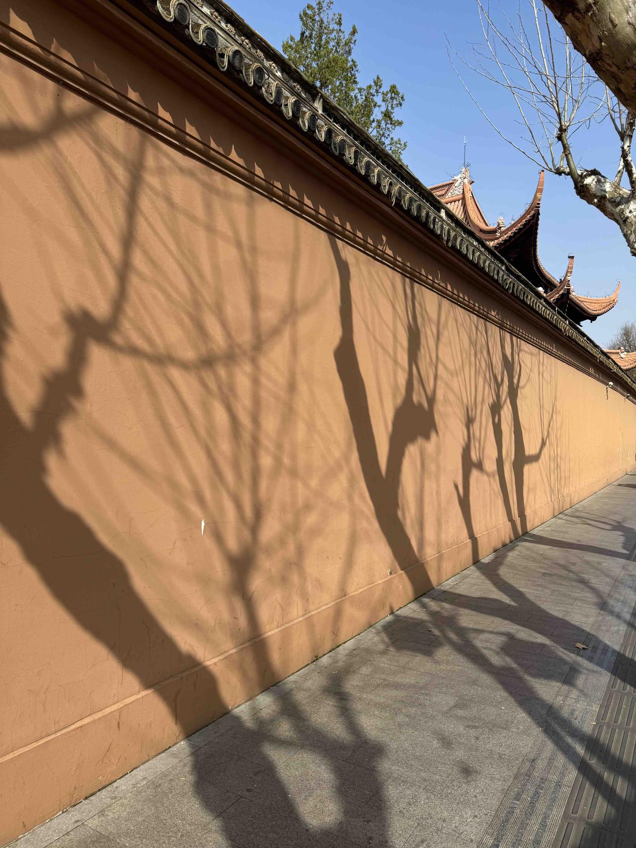 分享一张随手拍光影轻倚墙面，勾勒出时光里的朦胧与诗意。