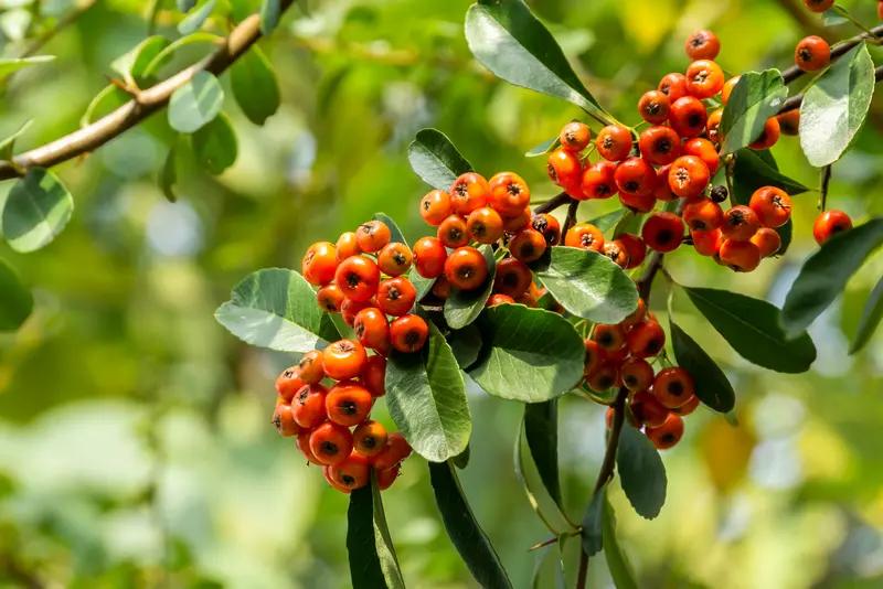 最近张静初晒出自家柿子树大丰收的照片太让人羡慕了！一个枝头就有几十上百个果实，圆