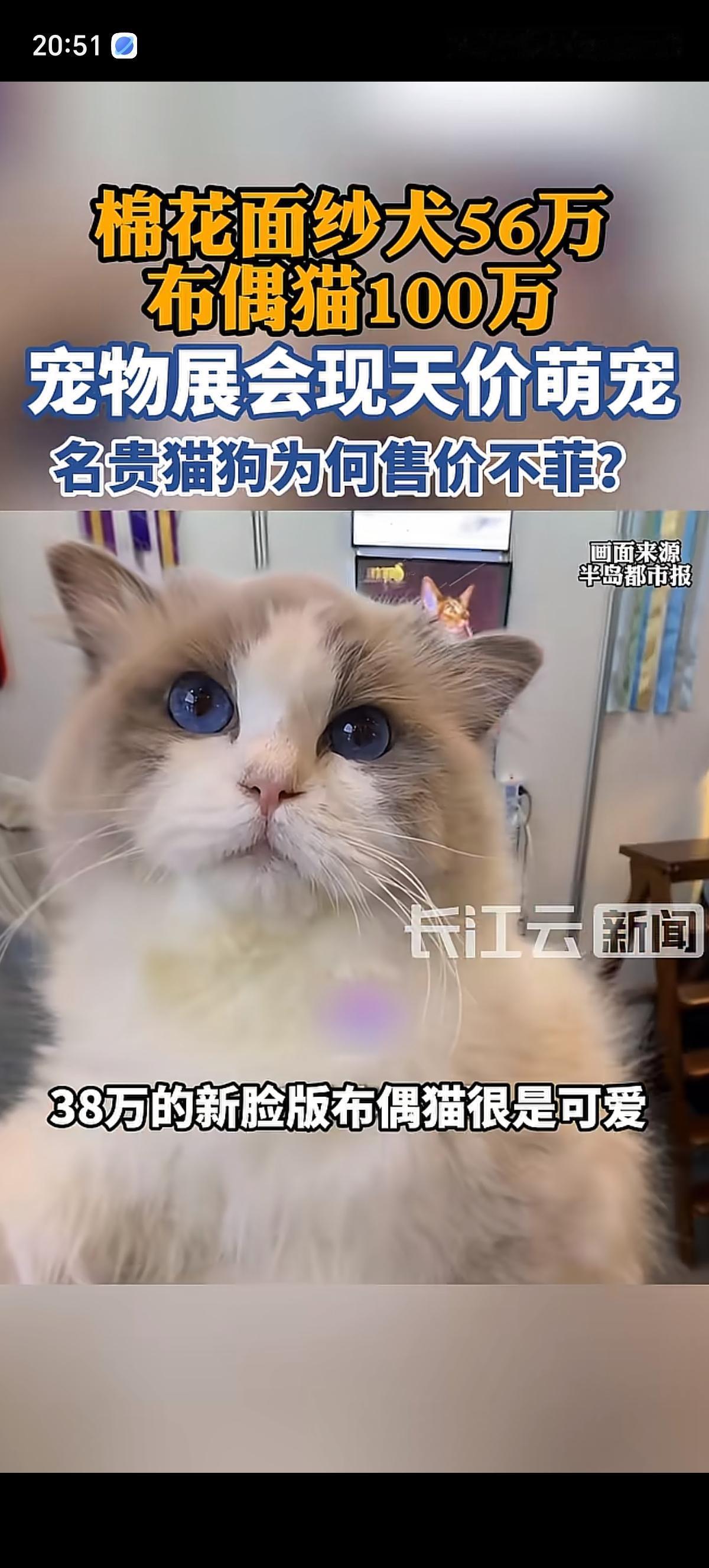 山东青岛亚太国际宠物展上出现了很多平时见不到的猫狗宠物。种公棉花面纱犬卖价56万